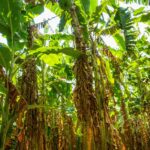 Gurgel_Bananas_Cocos 009-compressed