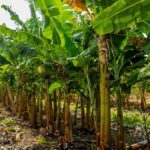 Robervaldo_Banana 018-compressed-compressed
